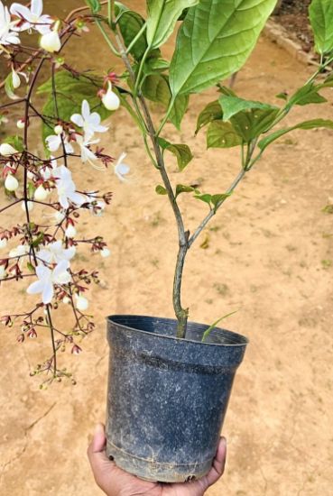 Picture of Clerodendrum Wallichi- Manikonna - big plant