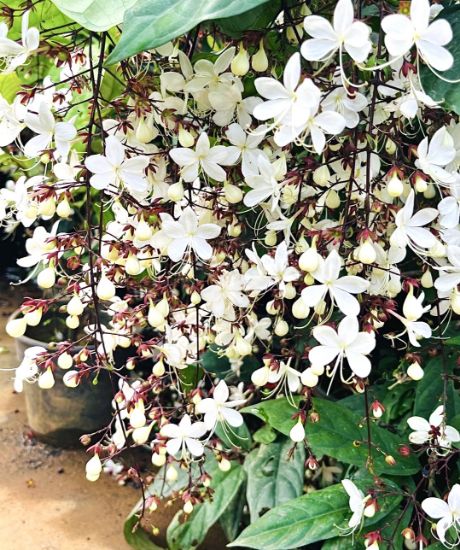 Picture of Clerodendrum Wallichi- Manikonna - big plant