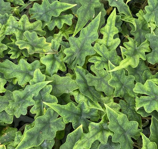 Picture of Alocasia Jacklyn -Jiffy plant