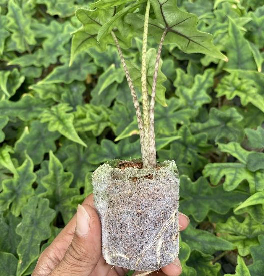 Picture of Alocasia Jacklyn -Jiffy plant