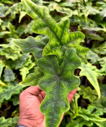 Picture of Alocasia Jacklyn -Jiffy plant