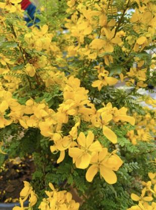 Picture of Cassia Biflora - Floweing Plant