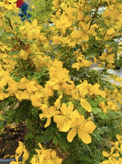 Picture of Cassia Biflora - Flowering Plant- S