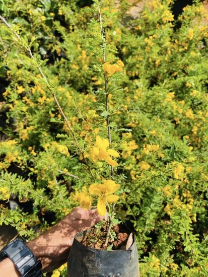 Picture of Cassia Biflora - Flowering Plant