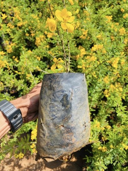 Picture of Cassia Biflora - Flowering Plant