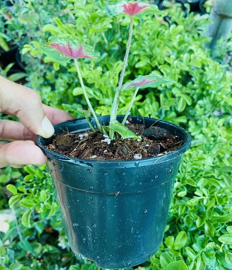 Picture of Caladium - Green Red - With Pot