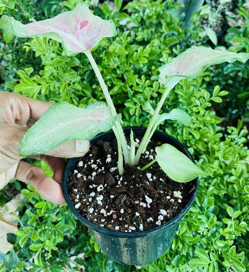 Picture of Caladium - Green Pink - With Pot