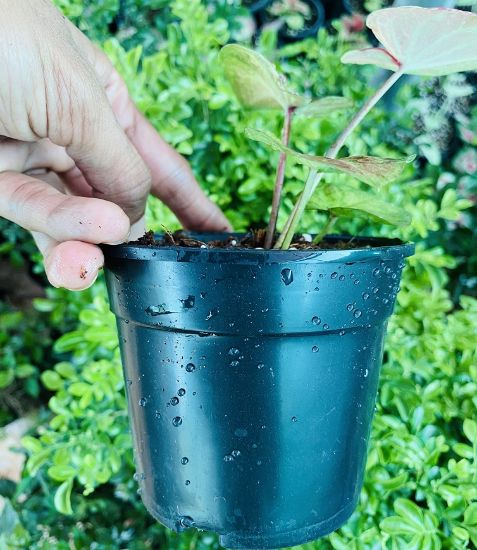 Picture of Caladium - Dark Orange Green - With Pot