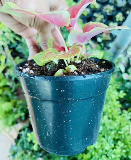 Picture of Caladium - R1 - With Pot