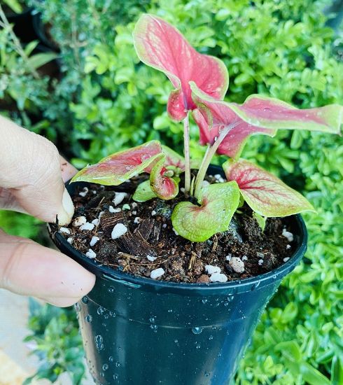 Picture of Caladium - R1 - With Pot