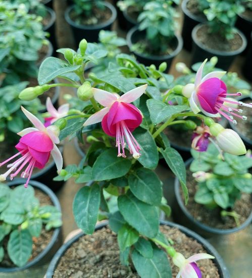 Picture of Fuchsia - white