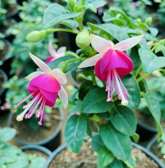 Picture of Fuchsia - white