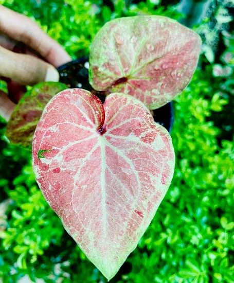 Picture of Caladium -  Red - With Pot