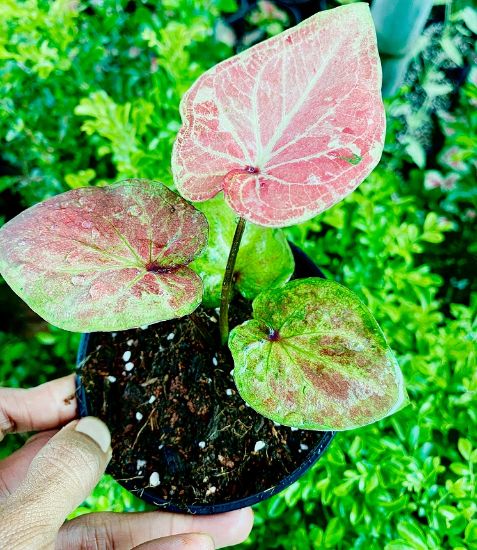 Picture of Caladium -  Red - With Pot