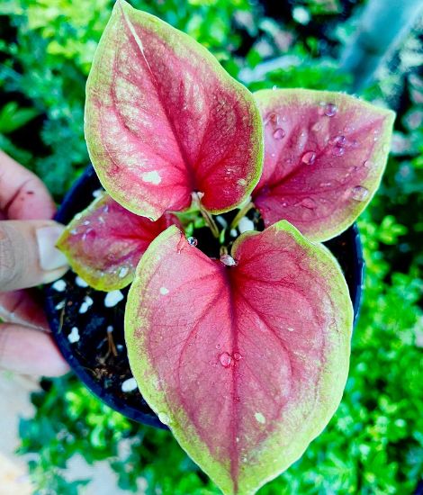 Picture of Caladium - R1 - With Pot