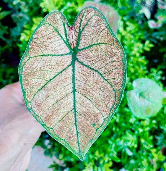 Picture of Caladium - Dark Orange Green - With Pot