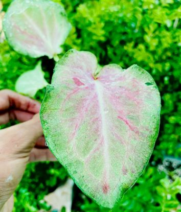 Picture of Caladium - Green Pink - With Pot