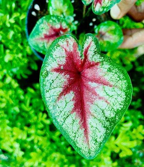 Picture of Caladium - Green Red - With Pot