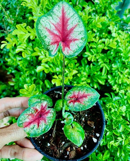 Picture of Caladium - Green Red - With Pot