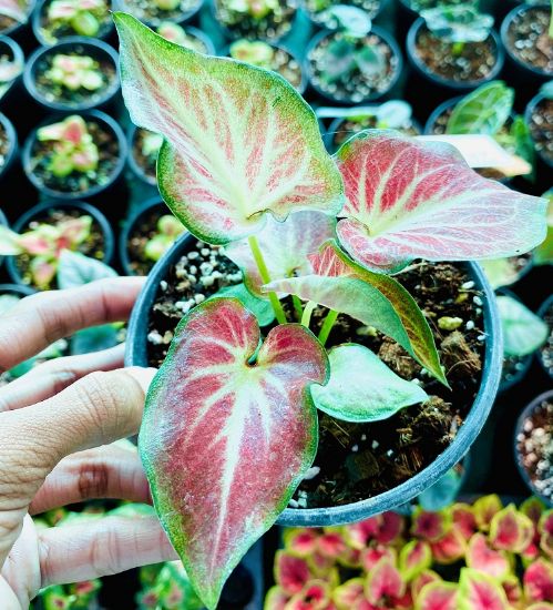 Picture of Caladium -  Red white- With Pot