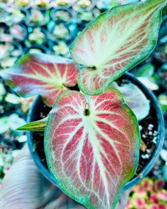 Picture of Caladium -  Red white- With Pot