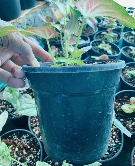 Picture of Caladium -  Red white- With Pot