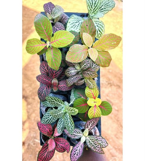 Picture of Fittonia -Compo - 10 Jiffy plants -10 Diffrent colors