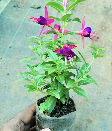 Picture of Fuchsia - Small Plant