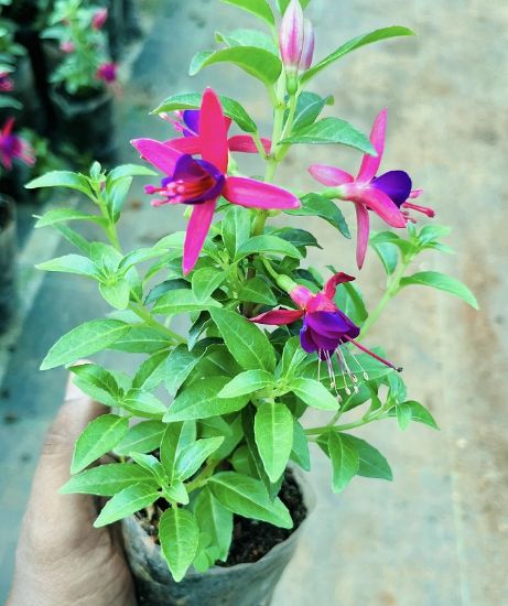 Picture of Fuchsia - Small Plant