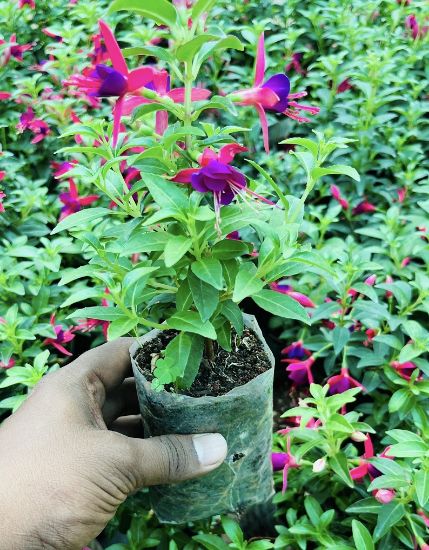 Picture of Fuchsia - Small Plant