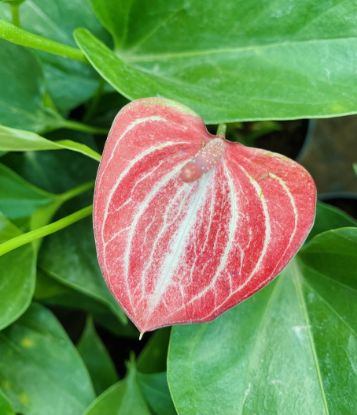 Picture of Anthurium - Red white - Double Shot