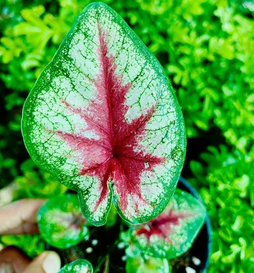 Picture of caladium combo - 4 color - With pot