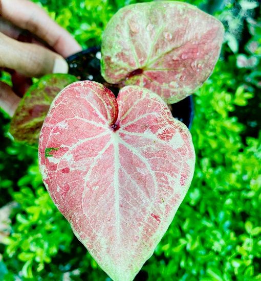 Picture of caladium combo - 4 color - With pot