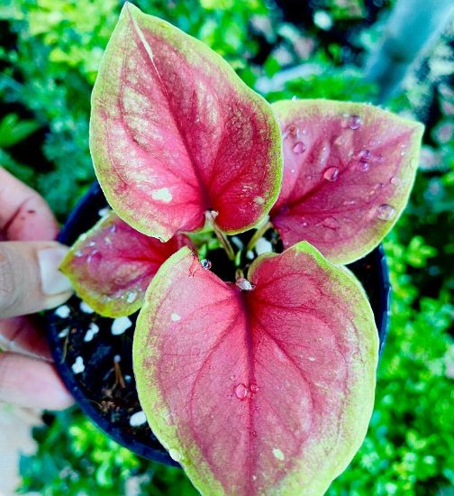 Picture of caladium combo - 4 color - With pot