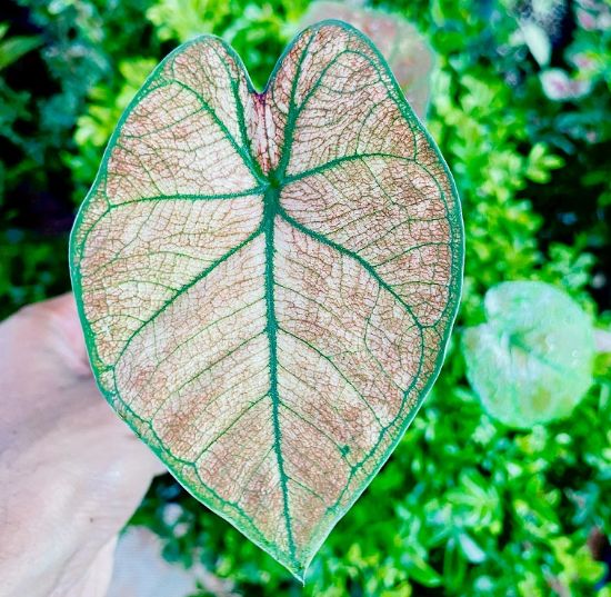 Picture of caladium combo - 4 color - With pot