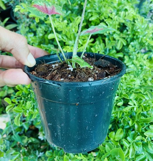 Picture of caladium combo - 4 color - With pot