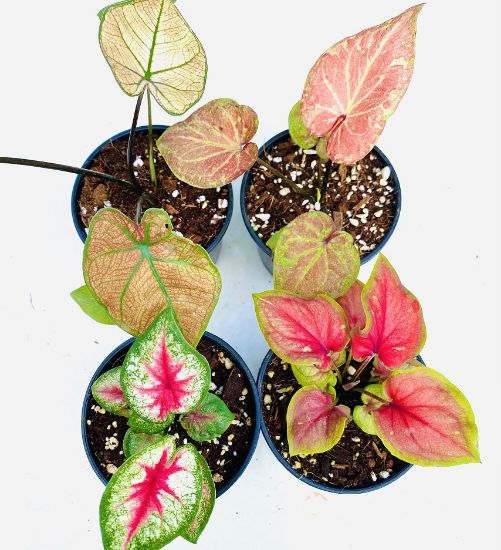 Picture of caladium combo - 4 color - With pot