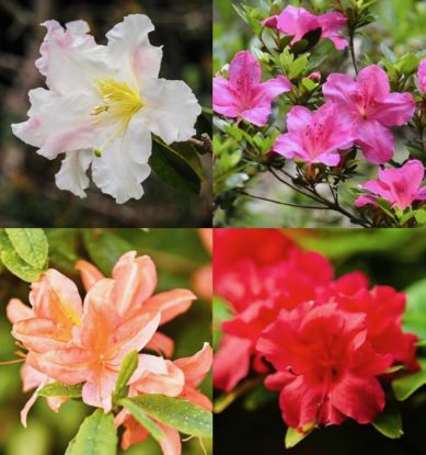 Picture of Azalea Combo - 4 color - Rhododendron- Red-Pink-Orange-White