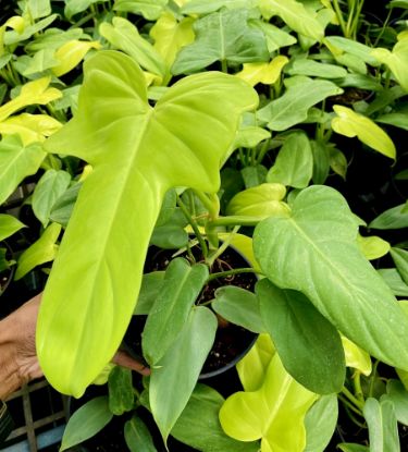 Picture of Philodendron -Gold violin