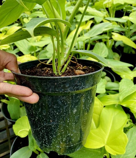 Picture of Philodendron -Gold violin