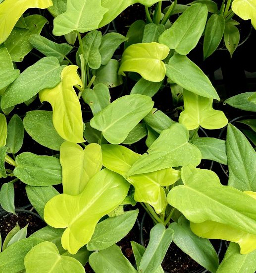 Picture of Philodendron -Gold violin