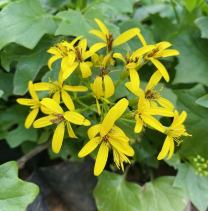 Picture of Bridal Bokeh -yellow- creeper