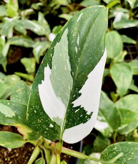 Picture of Philodendron - White Princes