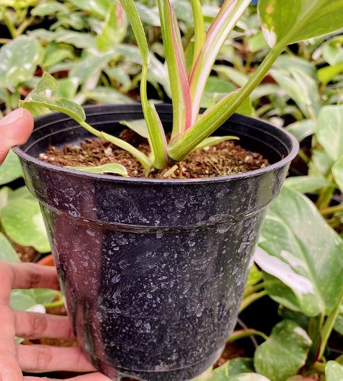 Picture of Philodendron - White Princes