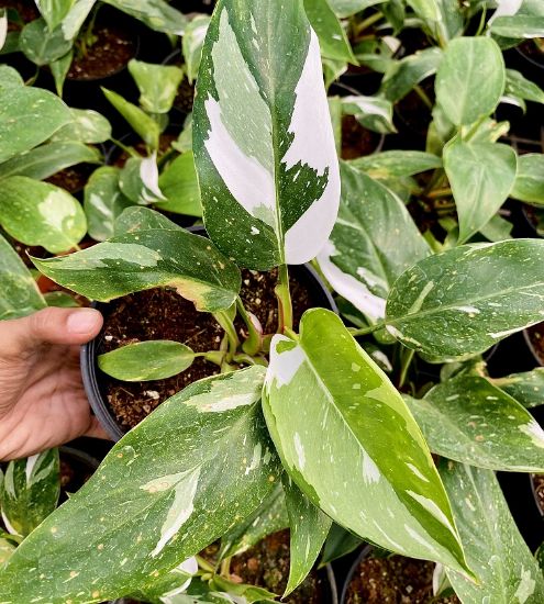 Picture of Philodendron - White Princes