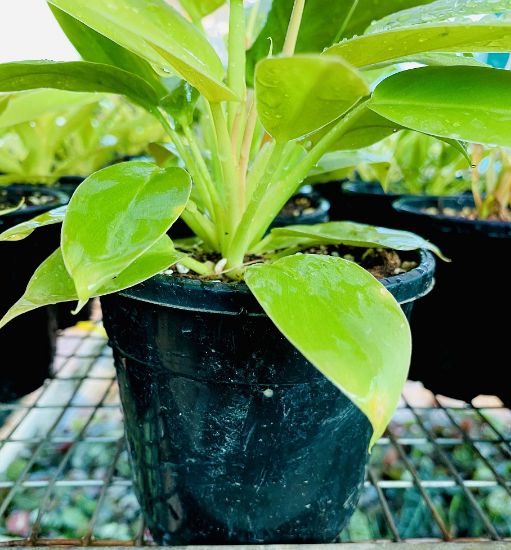 Picture of Philodendron - Melinonii Gold - Small Plant