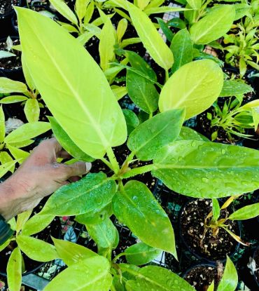 Picture of Philodendron - Melinonii Gold - Small Plant