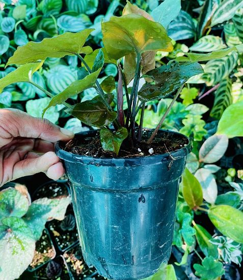 Picture of Syngonium Plant -Chocolate - With Pot