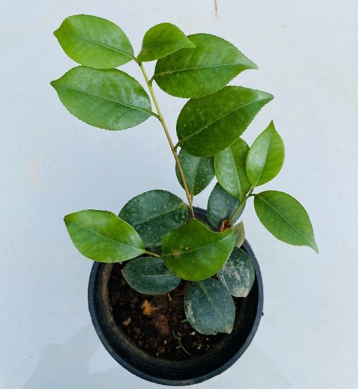 Picture of Camellia