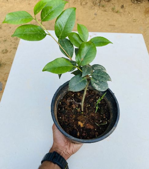 Picture of Camellia